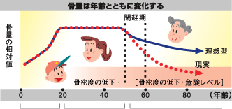 骨量は年齢とともに変化する